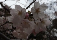 千葉公園•千葉県護国神社