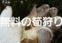 無料タケノコ狩り