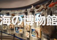 家族旅行に行くなら千葉県勝浦にある”海の博物館”がオススメ!!行き方まとめ