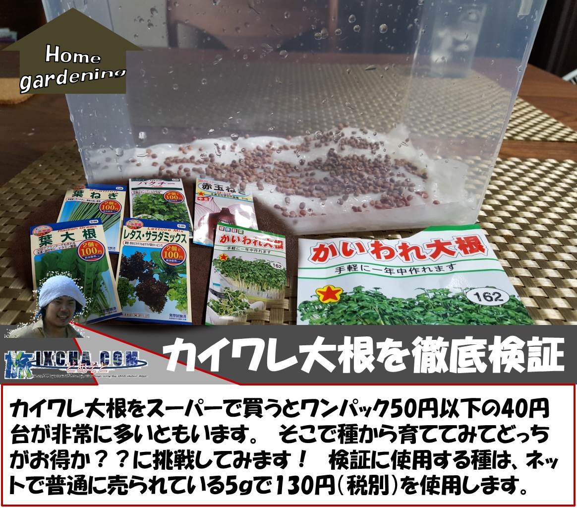 Home gardening　カイワレ大根を徹底検証　カイワレ大根をスーパーで買うとワンパック50円以下の40円台が非常に多いともいます。　そこで種から育ててみてどっちがお得か？？に挑戦してみます！　検証に使用する種は、ネットで普通に売られている5ｇで130円（税別）を使用します。