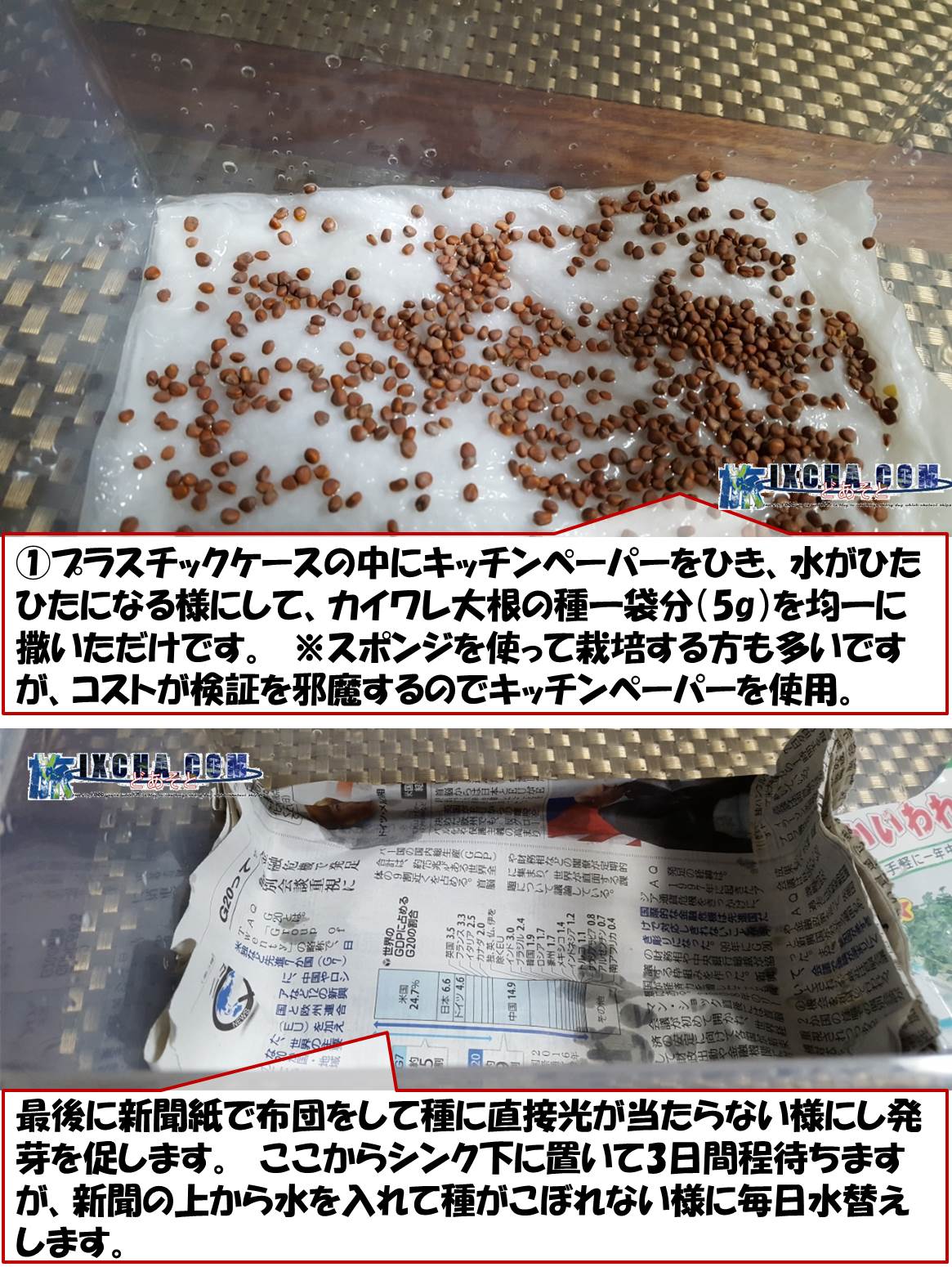 ①プラスチックケースの中にキッチンペーパーをひき、水がひたひたになる様にして、カイワレ大根の種一袋分（5g）を均一に撒いただけです。　※スポンジを使って栽培する方も多いですが、コストが検証を邪魔するのでキッチンペーパーを使用。　最後に新聞紙で布団をして種に直接光が当たらない様にし発芽を促します。　ここからシンク下に置いて3日間程待ちますが、新聞の上から水を入れて種がこぼれない様に毎日水替えします。