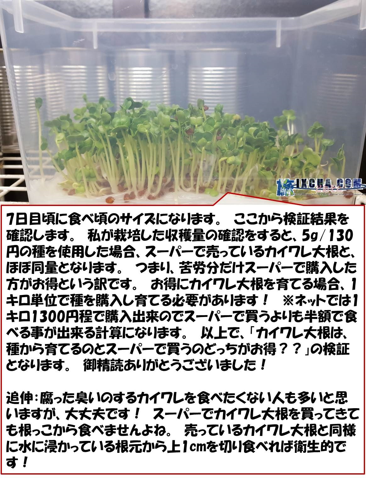 7日目頃に食べ頃のサイズになります。　ここから検証結果を確認します。　私が栽培した収穫量の確認をすると、5g/130円の種を使用した場合、スーパーで売っているカイワレ大根と、ほぼ同量となります。　つまり、苦労分だけスーパーで購入した方がお得という訳です。　お得にカイワレ大根を育てる場合、1キロ単位で種を購入し育てる必要があります！　※ネットでは1キロ1300円程で購入出来のでスーパーで買うよりも半額で食べる事が出来る計算になります。　以上で、「カイワレ大根は、種から育てるのとスーパーで買うのどっちがお得？？」の検証となります。　御精読ありがとうございました！　追伸：腐った臭いのするカイワレを食べたくない人も多いと思いますが、大丈夫です！　スーパーでカイワレ大根を買ってきても根っこから食べませんよね。　売っているカイワレ大根と同様に水に浸かっている根元から上1cmを切り食べれば衛生的です！