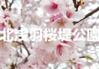 埼玉で桜を観るなら桜並木が美しい坂戸市の『北浅羽桜堤公園』がおススメ！