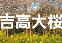 天然記念物に指定される千葉県印西市の樹齢300年『吉高大桜』へ潜入調査！
